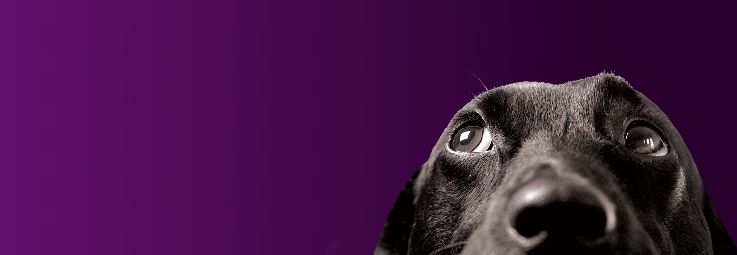 virgin travelling with pets